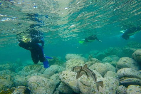 Manly And Shelly Beach Snorkeling Tour - Accommodation Gold Coast 1
