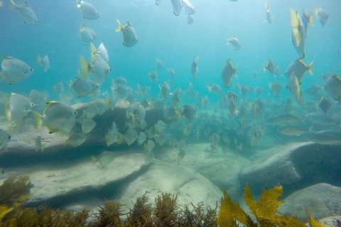 Manly And Shelly Beach Snorkeling Tour - Accommodation Gold Coast 2