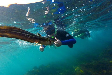 Manly And Shelly Beach Snorkeling Tour - Accommodation Gold Coast 3