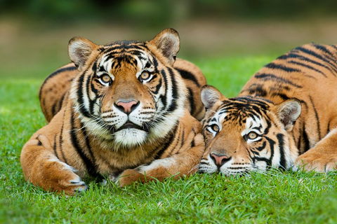 The Ultimate Gold Coast Attractions Pass - Accommodation Gold Coast 2