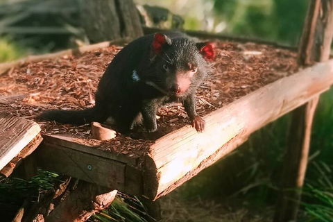 Bonorong Wildlife Park And Richmond Afternoon Tour From Hobart - Accommodation Gold Coast 4