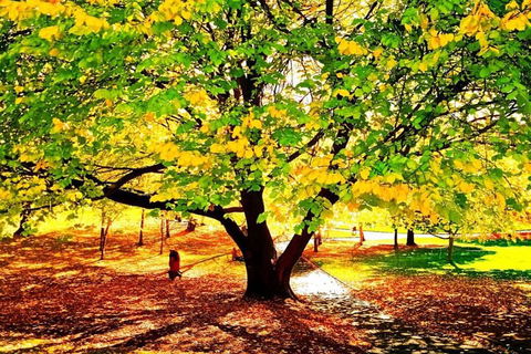 Hobart Half-Day Sightseeing Coach Tram Tour - Accommodation Gold Coast 3