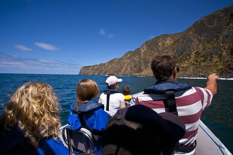 Seal Island Boat Tour From Victor Harbor - Accommodation Gold Coast 0