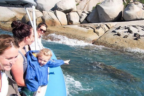 Seal Island Boat Tour From Victor Harbor - Accommodation Gold Coast 4