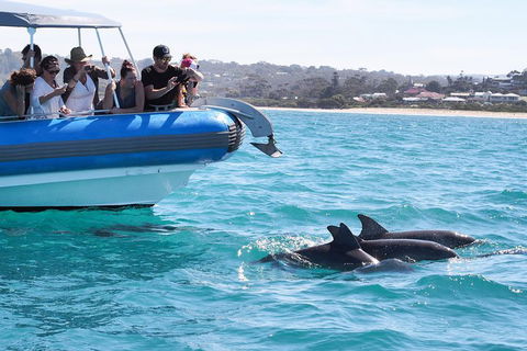 Seal Island Boat Tour From Victor Harbor - Accommodation Gold Coast 5