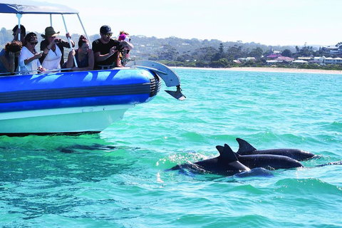 Southern Ocean Adventure From Victor Harbor - Accommodation Gold Coast 2