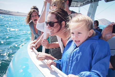 Southern Ocean Adventure From Victor Harbor - Accommodation Gold Coast 4