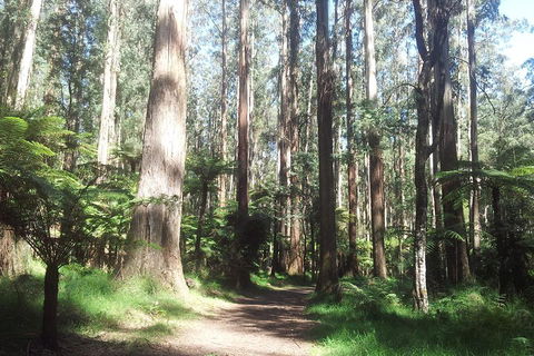 Dandenong Ranges Private Tour Including William Ricketts Sanctuary - Accommodation Gold Coast 0