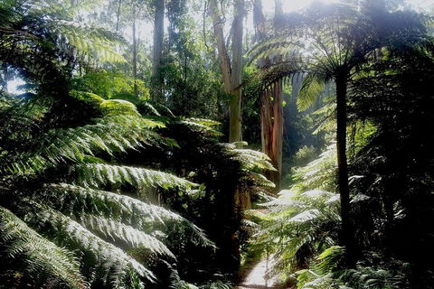 Dandenong Ranges Private Tour Including William Ricketts Sanctuary - Accommodation Gold Coast 1