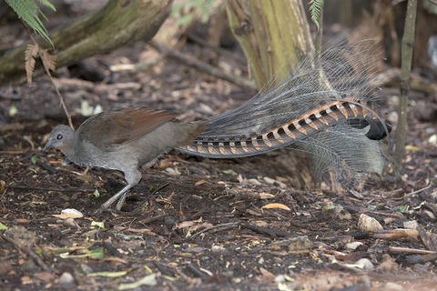 Dandenong Ranges Private Tour Including William Ricketts Sanctuary - Accommodation Gold Coast 4