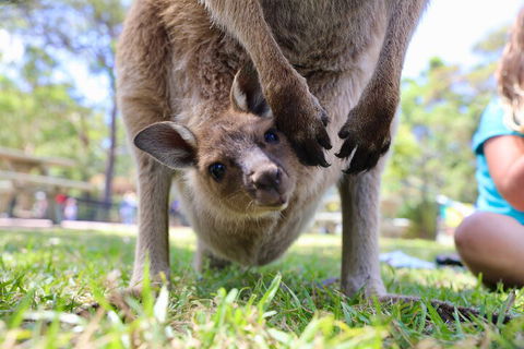 Luxury Hunter Valley Wildlife, Wine & Vodka Tasting Tour From Sydney - Accommodation Gold Coast 3