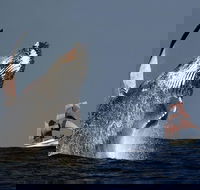 Sydney Harbour Tall Ship Whale  Sail - Whale Watching Cruise - Accommodation Gold Coast