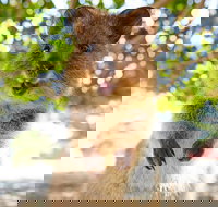 Discover Rottnest with Ferry  Bus Tour from Perth or Fremantle - Accommodation Gold Coast