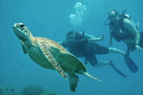 Ocean Freedom Great Barrier Reef Personal Luxury Snorkel & Dive Cruise, Cairns - Accommodation Gold Coast 4