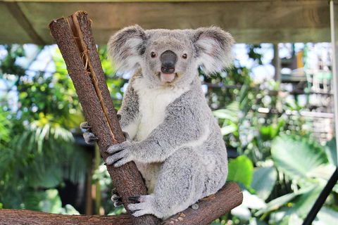 Cairns ZOOM And Wildlife Dome - Accommodation Gold Coast 0