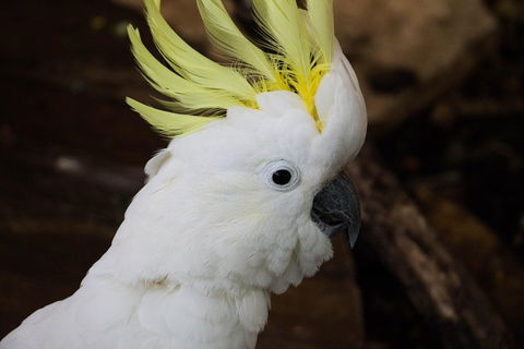 Cairns ZOOM And Wildlife Dome - Accommodation Gold Coast 2