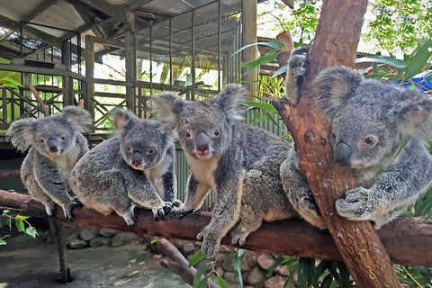 Best Of Kuranda Including Skyrail, Kuranda Scenic Railway And Rainforestation - Accommodation Gold Coast 4