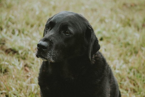 Daylesford Wine Tours: Wine, Cider, Gin, Vodka, Port, Food & Sights Tours! - Accommodation Gold Coast 4