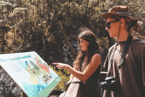 Springbrook AndTamborine Rainforest Tour Incl Natural Bridge And Glow Worm Cave - Accommodation Gold Coast 0