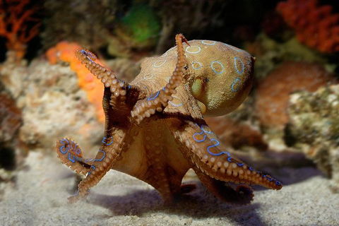 General Admission Entry At AQWA - 1 Gold Coast 0