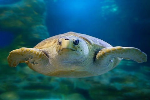 Glass Bottom Boat & Entry At AQWA - 1 Gold Coast 1