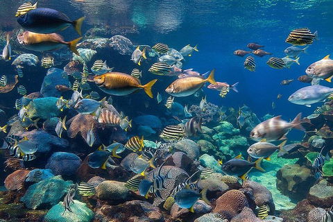 Glass Bottom Boat & Entry At AQWA - 1 Gold Coast 3