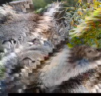 Kuranda Koala Gardens and Birdworld Admission Tickets - Accommodation Gold Coast