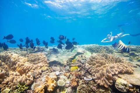 Outer Reef Pontoon Experience From Cairns - Accommodation Gold Coast 4