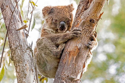 Wild Australian Wildlife 4WD Tour From Sydney - Accommodation Gold Coast 1