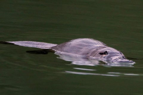 Wild Australian Wildlife 4WD Tour From Sydney - Accommodation Gold Coast 2