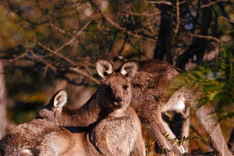 Wild Australian Wildlife 4WD Tour From Sydney - Accommodation Gold Coast 3