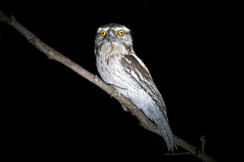 Wild Australian Wildlife 4WD Tour From Sydney - Accommodation Gold Coast 4