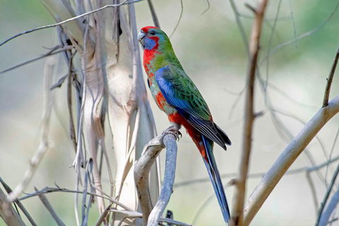 Wild Australian Wildlife 4WD Tour From Sydney - Accommodation Gold Coast 5