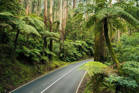 Melbourne Snow Trip To Lake Mountain With Chocolates Visit To A Waterfall - Accommodation Gold Coast 2