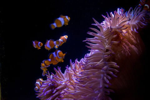 SEA LIFE Sunshine Coast Aquarium Entrance Ticket - Accommodation Gold Coast 5