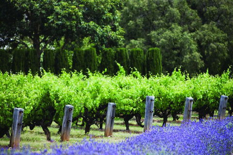 Ultimate Penfolds Magill Estate Experience - Accommodation Gold Coast 1