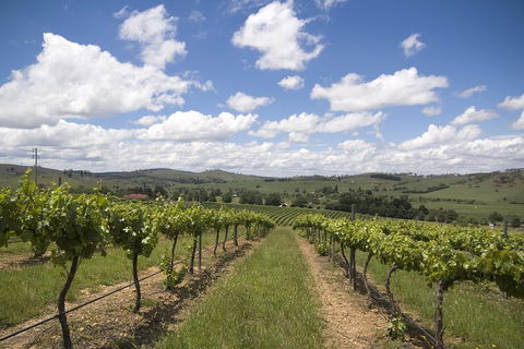 Hunter Valley Wine Tour From Sydney Incl Lunch, Cheese, Chocolate And Distillery - Accommodation Gold Coast 0