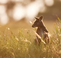 Sunset Blue Mountains Wilderness  Wildlife Tour without the crowds - Accommodation Gold Coast