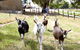 Mornington Peninsula Farm Produce Wine And Cider Tour - thumb 3