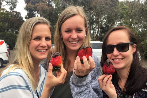 Mornington Peninsula Farm Produce Wine And Cider Tour - Accommodation Gold Coast 4
