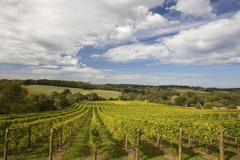 Mornington Peninsula Farm Produce Wine And Cider Tour - Accommodation Gold Coast 5