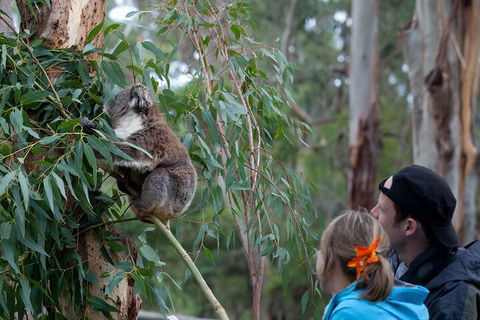 Great Ocean Road & Phillip Island - 3 Days, 2 Nights - Accommodation Gold Coast 4