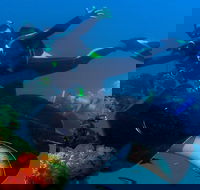 Scuba Dive the S.S. Yongala Wreck on the Great Barrier Reef. - Accommodation Gold Coast