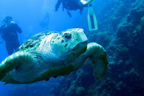 Scuba Dive The S.S. Yongala Wreck On The Great Barrier Reef. - Accommodation Gold Coast 5