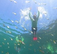 Manly Snorkel Trip and Nature Walk with Local Guide - Accommodation Gold Coast
