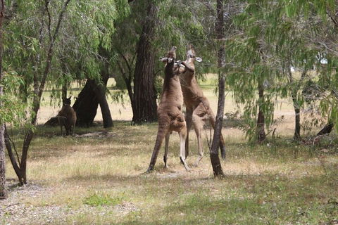 Margaret River Coastal And Wildlife Eco Trip From Busselton Or Dunsborough - Accommodation Gold Coast 1